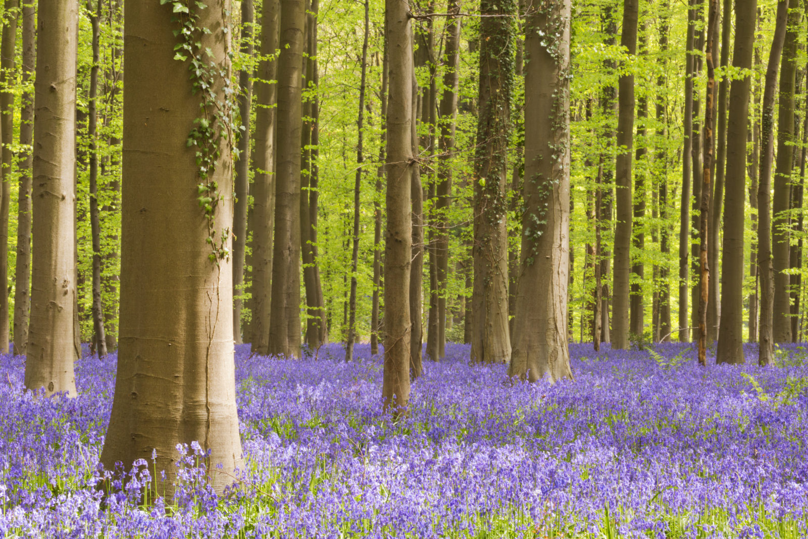 Blooming bluebell forest of Hallerbos in Belgium